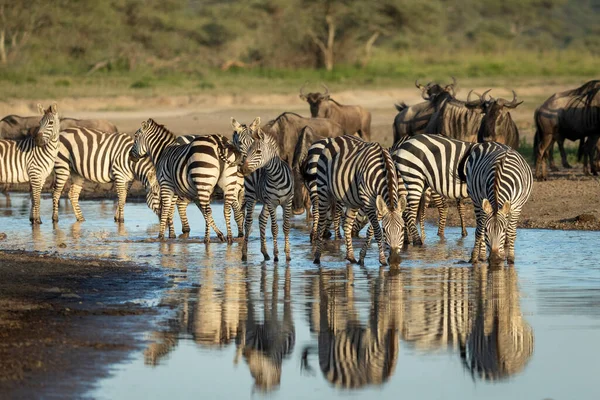 Zebra Csorda Gnú Csordával Ivóvíz Egy Folyó Ndutu Tanzániában — Stock Fotó