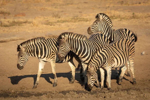 Quatro Zebra Feminina Junto Com Oxpeckers Suas Costas Procura Água — Fotografia de Stock