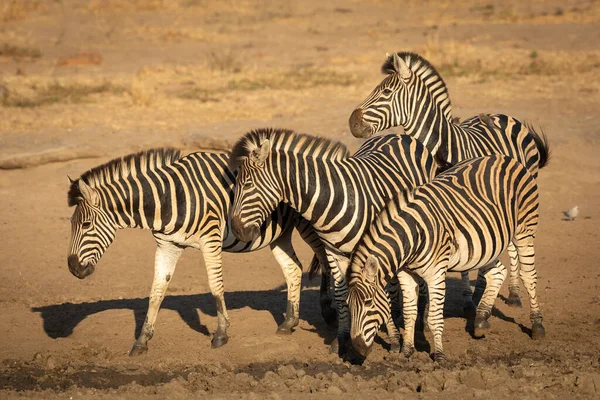 Fire Kvindelige Zebra Stående Sammen Med Oxpeckers Ryggen Udkig Efter - Stock-foto