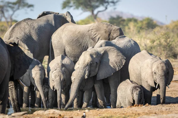 Familia Elefantes Que Parecen Muy Sedientos Bebiendo Pequeño Abrevadero Savuti — Foto de Stock