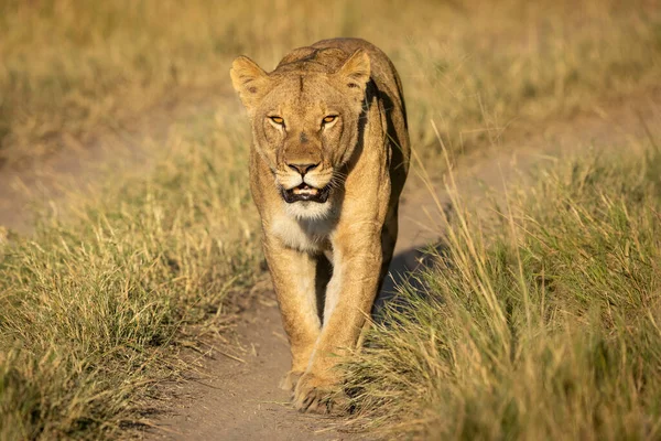 Dişi Aslan Botswana Khwai Okavango Deltası Nda Altın Öğlen Güneşinde — Stok fotoğraf