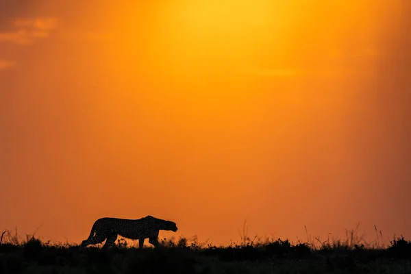 Silhouet Van Een Wandelende Cheeta Bij Zonsondergang Masai Mara Kenya — Stockfoto