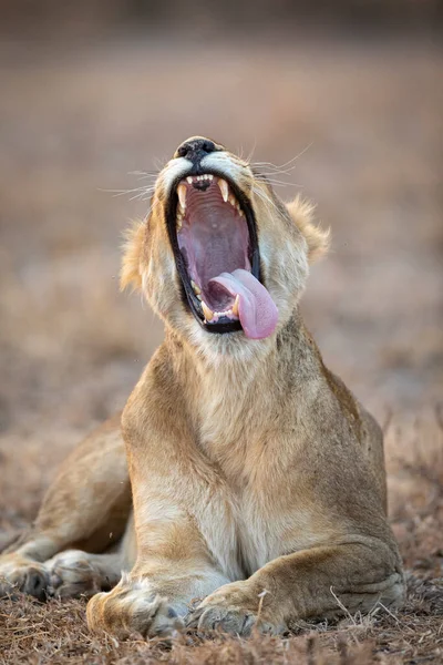 Löwenweibchen Gähnt Krüger Park Südafrika — Stockfoto