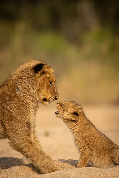 Dva Bratři Lvi Spolu Hrají Kruger Parku Jižní Africe — Stock fotografie