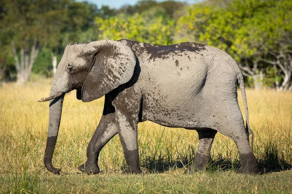 Elefante Adulto Caminando Hierba Delta Del Moremi Okavango —  Fotos de Stock