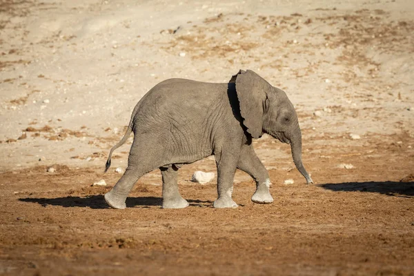 Elefante Bebé Marchando Detrás Madre Cálida Luz Del Sol Tarde — Foto de Stock