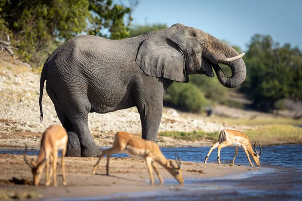 Thirsty Elephant Drinking Water Three Impala Standing Next Him Chobe — Stock Photo, Image