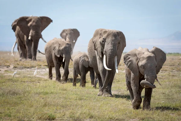 在肯尼亚安博塞利国家公园长满青草的广阔草原上排队行走的大象一家 — 图库照片