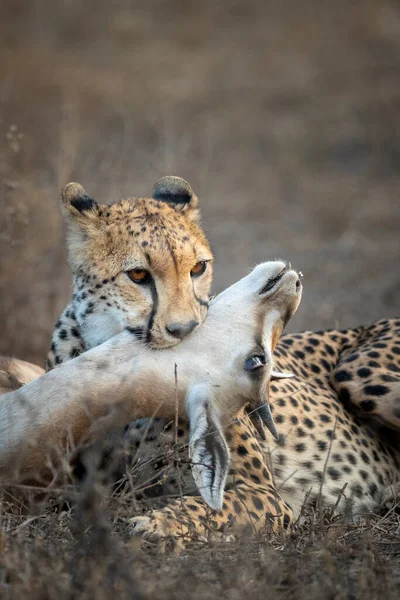 閉じるアップ垂直ポートレートのA Cheetahとともに彼女の殺すでNdutuでタンザニア — ストック写真