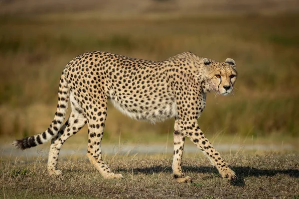 Vue Latérale Complète Corps Guépard Adulte Avec Longs Moustaches Des — Photo