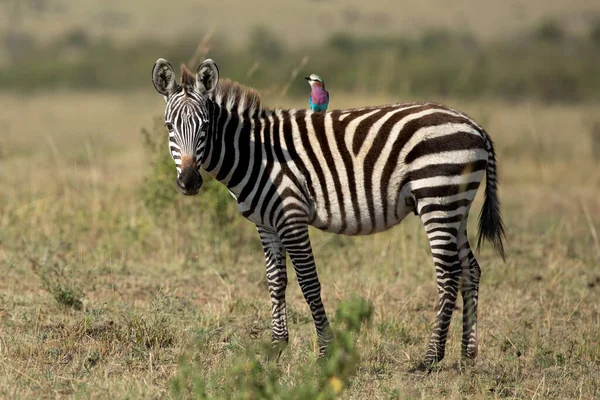 Small and cute zebra side on portrait standing in grass in Masai Mara Kenya with a roller on its back