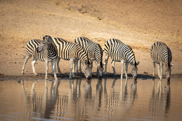 Five adult zebra standing together at the edge of water drinking in Kruger Park South Africa