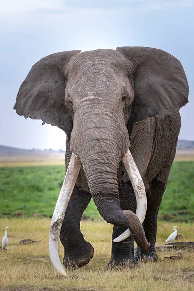 Taureau Éléphant Reposant Son Coffre Sur Une Ses Défenses Énormes — Photo