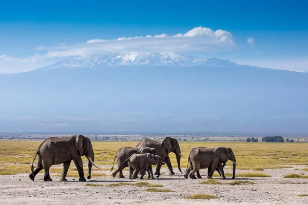 Família Elefantes Com Monte Kilimanjaro Fundo Parque Nacional Amboseli Quênia — Fotografia de Stock