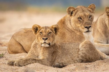 Aslan sürüsü Kruger Ulusal Parkı 'nda genç bir aslanla kumlu nehir yatağında dinleniyor.