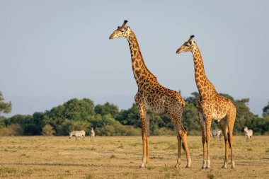 Kenya 'daki Masai Mara' da küçük bir zebra sürüsünün yanında iki uzun erkek zürafa tetikte bekliyor.