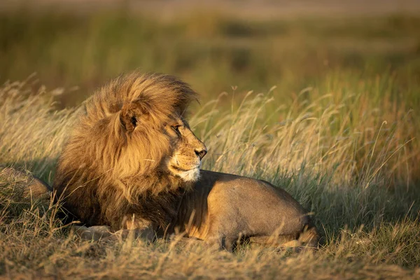 Männliche Löwenseitenansicht Serengeti Nationalpark Tansania — Stockfoto