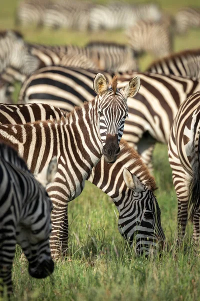 Jonge Zebra Tussen Zijn Kudde Die Recht Naar Camera Kijkt — Stockfoto