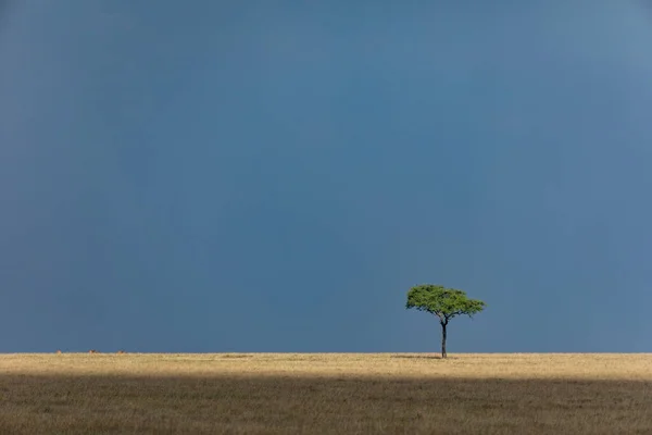 Cielos Oscuros Con Árbol Primer Plano Bajo Sol Masai Mara — Foto de Stock