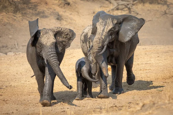 Elefántcsorda Egy Kis Elefánttal Együtt Sétálva Nedves Sárral Kruger Parkban — Stock Fotó