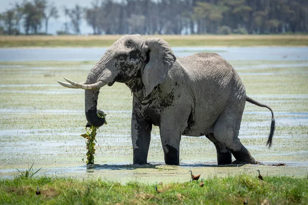 Elefante Toro Grande Alimentándose Lirios Agua Verde Parque Nacional Amboseli —  Fotos de Stock