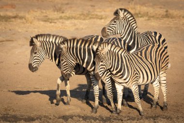Güney Afrika 'daki Kruger Parkı' nda dört zebra bir arada duruyor.