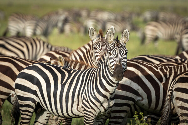 Zebra male standing amongst its herd in Serengeti in Tanzania