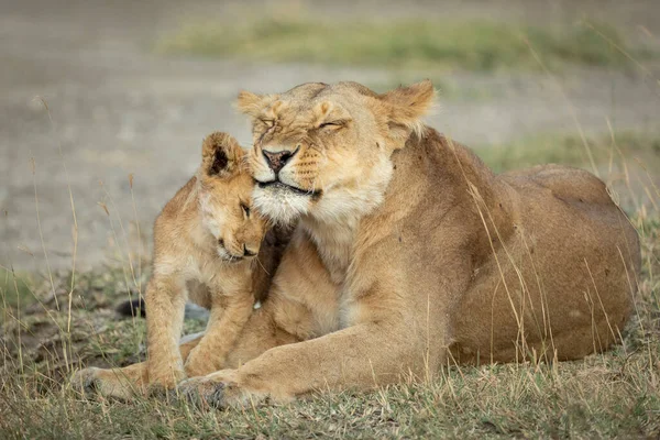 雌ライオンと彼女の小さな赤ちゃんはタンザニアのNgorongoroにある短い草の中に横たわっています — ストック写真