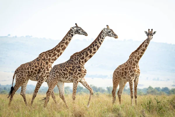 Tour Girafe Marchant Ensemble Dans Herbe Haute Masai Mara Kenya — Photo