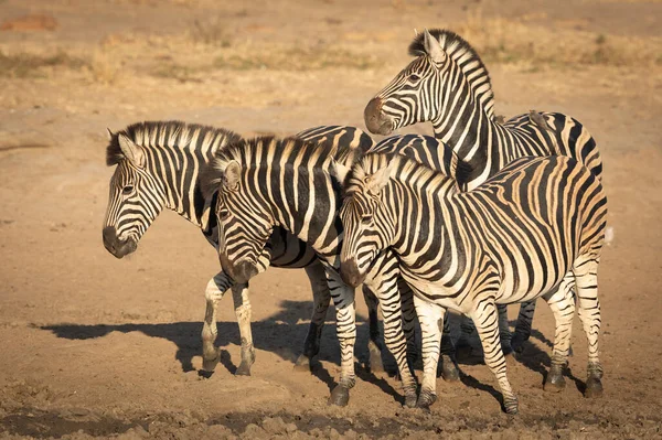 Négy Zebra Áll Együtt Száraz Sáros Talajon Dél Afrikai Kruger — Stock Fotó