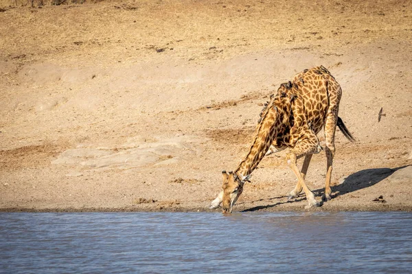 Uma Girafa Macho Sedenta Com Pica Bois Curvando Beira Rio — Fotografia de Stock