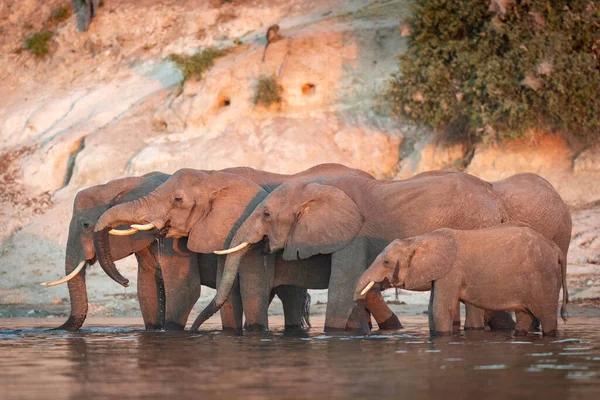 Família Elefantes Bebendo Beira Rio Pôr Sol Rosa Rio Chobe — Fotografia de Stock