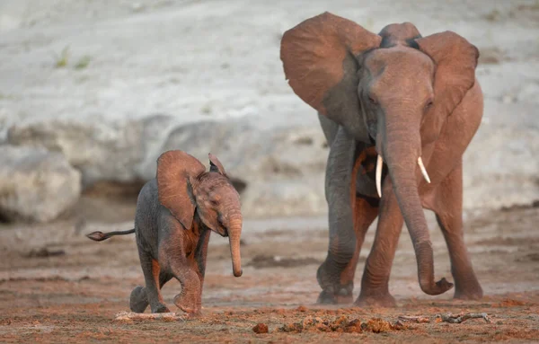 Elefante Madre Bebé Jugando Lecho Seco Del Río Chobe Botswana — Foto de Stock