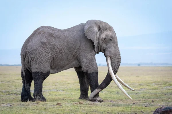 肯尼亚安博赛里一头长着巨大象牙的大象公牛的侧视图 — 图库照片
