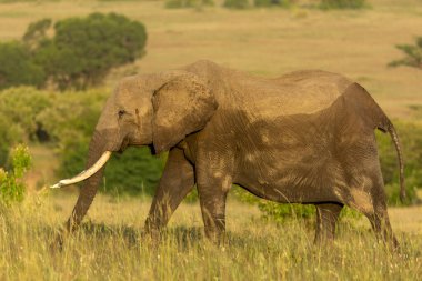Kenya 'da Masai Mara' nın yeşil ovalarında otlayan yetişkin dişi fil.