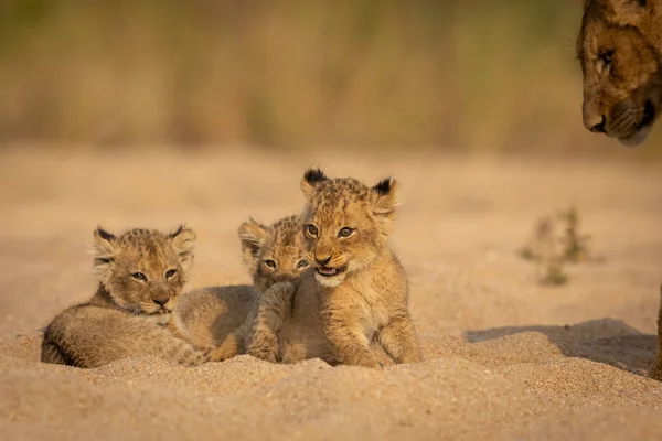 Malí Lvíčci Odpočívající Písku Kruger Parku Jižní Africe — Stock fotografie