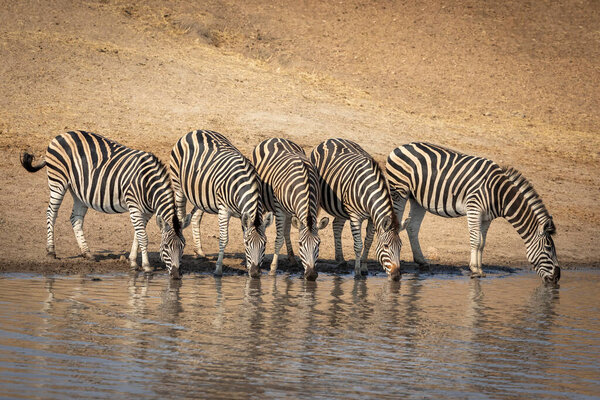 Small zebra herd standing at the edge of water drinking with sandy riverbank in the background in Kruger Park South Africa