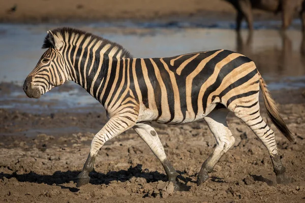 Dospělí Zebra Blátivými Kopyty Chůze Vodní Díry Kruger Park Jižní — Stock fotografie
