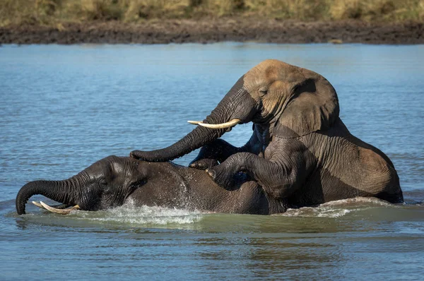 Elefantes Jugando Agua Día Soleado Parque Nacional Kruger Sudáfrica — Foto de Stock