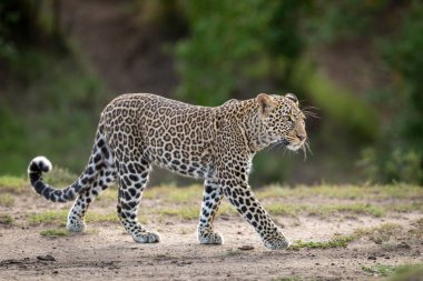Kenya 'da Masai Mara' da yürüyen uzun bıyıklı bir erkek leopar.