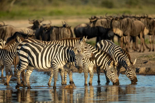 Herd Zebras Standing Shallow River Drinking Water Golden Afternoon Sunlight — Stock Photo, Image