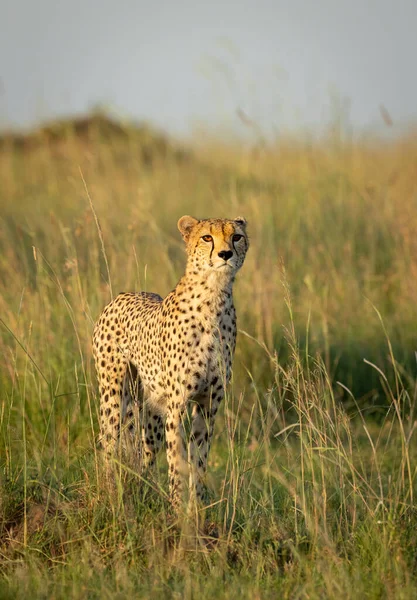 Beautiful Cheetah Amber Eyes Standing Alert Masai Mara Kenya — Stock Photo, Image