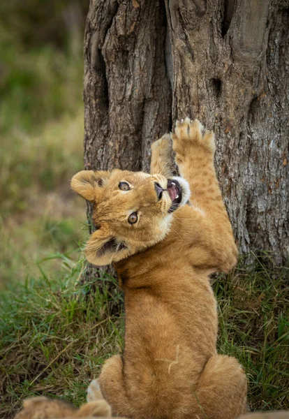 Cute lion cub stretching with its paws high up a nearby tree in Masai Mara in Kenya