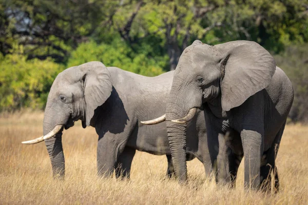 Dois Elefantes Juntos Grama Seca Com Árvores Verdes Fundo Rio — Fotografia de Stock