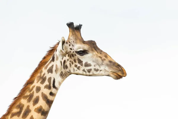 Горизонтальный Портрет Жирафа Вырезанного Белом Масаи Мара Кении — стоковое фото
