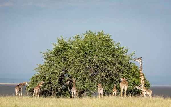 Grupo Jirafas Pie Alrededor Gran Arbusto Redondo Comiendo Hojas Masai — Foto de Stock
