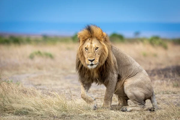 Volwassen Mannelijke Leeuw Met Mooie Manen Probeert Staan Van Een — Stockfoto