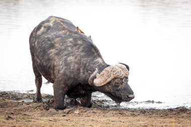 Erkek bufalo Güney Afrika 'daki Kruger Parkı' nda çamurun kenarında diz çöküyor.