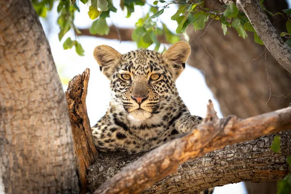 Tvář Mladého Leopardího Mláděte Hledícího Přímo Kamery Sedícího Větvi Stromu — Stock fotografie
