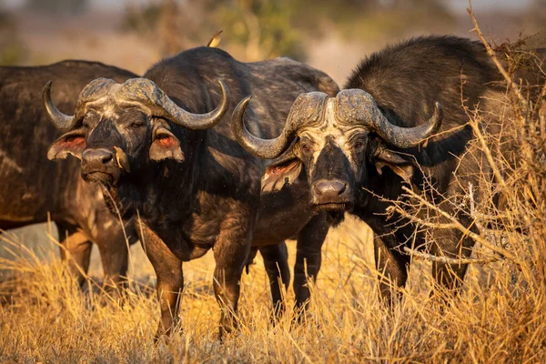 Buffalo Kudde Staan Gouden Middag Licht Kruger Park Zuid Afrika — Stockfoto
